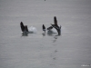 2009-12-07 Sanibel Island
