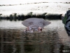 2009-12-11 Homosassa Springs