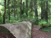 2010-06-22 Redwood National Park, California