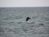 2010-06-24 Newport Oregon Whale Watching