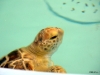 2011-09-20 Georgia Sea Turtle Center