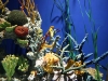 2011-09-22 Georgia Aquarium 
